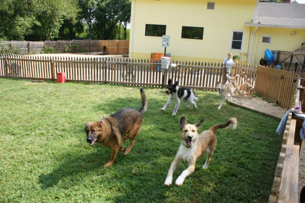 Best Dog Daycare In Wilmington NC For Best Experience Suki Magazine